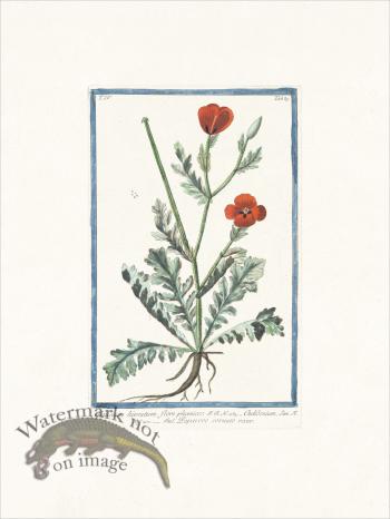 Bonelli 385 Celandine